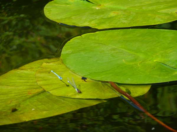 Libellen auf dem Stadparksee