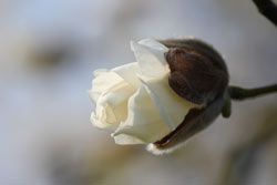 eine Magnolienblüte geht auf