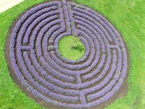 Lavendel Labyrinth