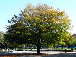 Schattenspendender Baum beim Becken