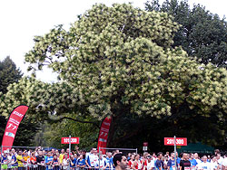 Sportler unter einem Baum im Stadtpark