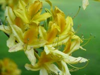 gelbe Rhododendrenblüten