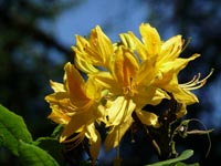 gelbe Rhododendrenblüten