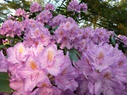 lila Rhododendrenblüten