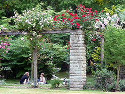 berankte Pergola mit Rosen, wildem Wein u.a.