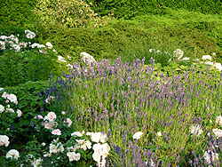 Lavendel und Rosen im Rosengarten im Stadtpark Hamburg 