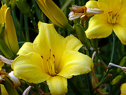 Blumen im Rosengarten im Stadtpark Hamburg