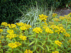 Blumen im Rosengarten im Stadtpark Hamburg