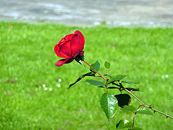 rote Rose im Rosengarten im Stadtpark Hamburg