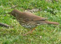 Amsel auf Futtersuche