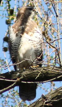 Bussard