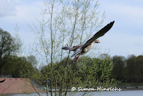 Fliegende Graugans beim Stadtparksee