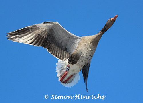 Graugans am blauen Himmel 