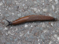 Nacktschnecke in der Nähe des Planetariums