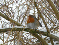 Rotkehlchen im Winter