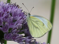 Schmetterling vor der Trinkhalle