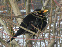 Amsel sitzt im Gebüsch