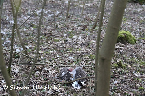 Tote Graugans im Stadtpark